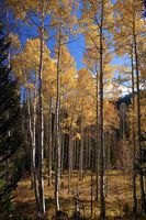 Golden Aspens. Photo by Dave Bell.