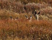 All Ears. Photo by Dave Bell.