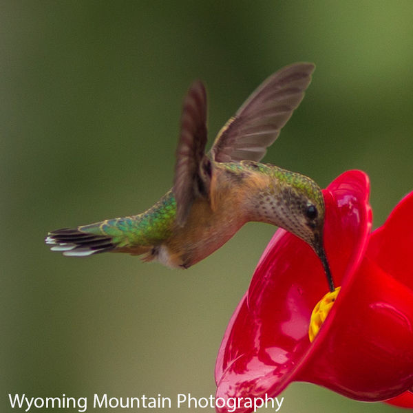 Hungry. Photo by Dave Bell.