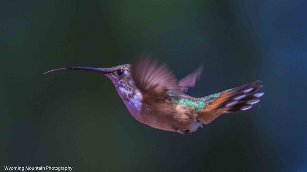 Hummer Tongue. Photo by Dave Bell.