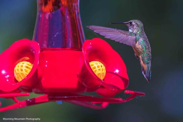 Suspended. Photo by Dave Bell.