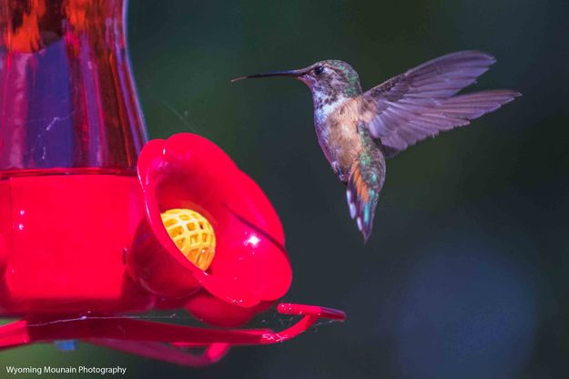 Done Dipping. Photo by Dave Bell.