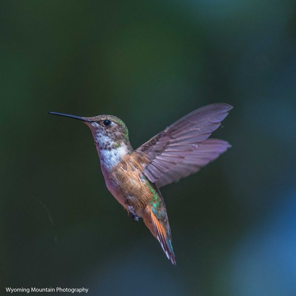 Mister Hummer. Photo by Dave Bell.