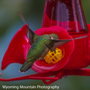 Nectar Deep. Photo by Dave Bell.