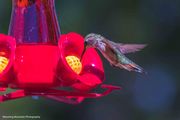 Hummer Dipper. Photo by Dave Bell.