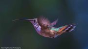 Hummer Tongue. Photo by Dave Bell.