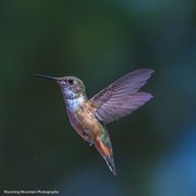 Mister Hummer. Photo by Dave Bell.