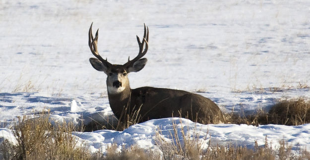 Bedded Down Buck. Photo by Dave Bell.