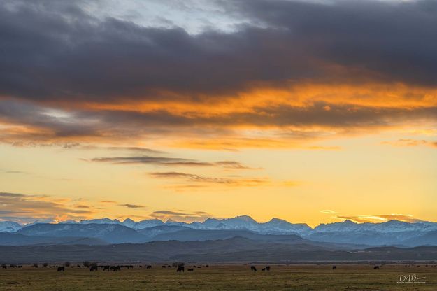 Morning Orange. Photo by Dave Bell.