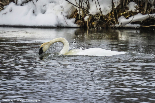 Splish Splash. Photo by Dave Bell.