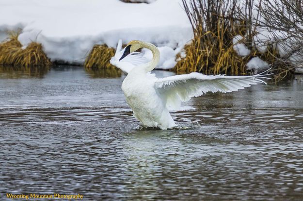 Shake Your Booty. Photo by Dave Bell.