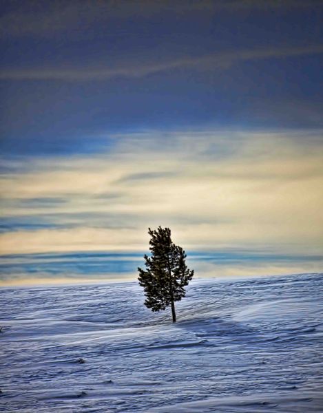 Lone Tree. Photo by Dave Bell.