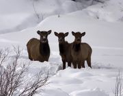 Snowy Faces. Photo by Dave Bell.