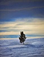 Lone Tree. Photo by Dave Bell.