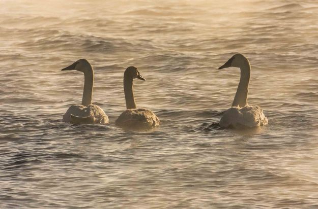 Morning Swim--Warmer In The Water. Photo by Dave Bell.