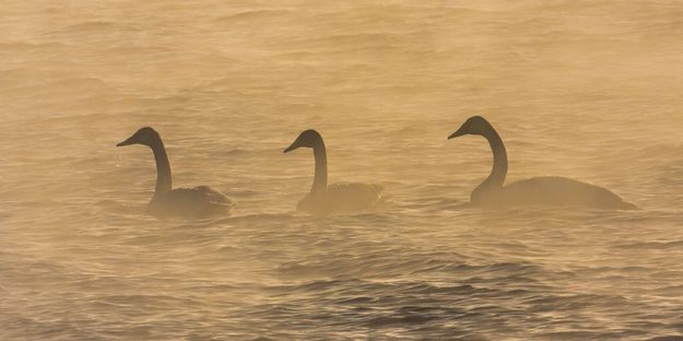 Into The Mist. Photo by Dave Bell.