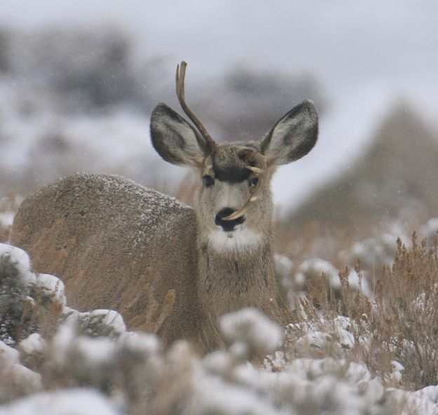 Deformed Young Buck. Photo by Dave Bell.