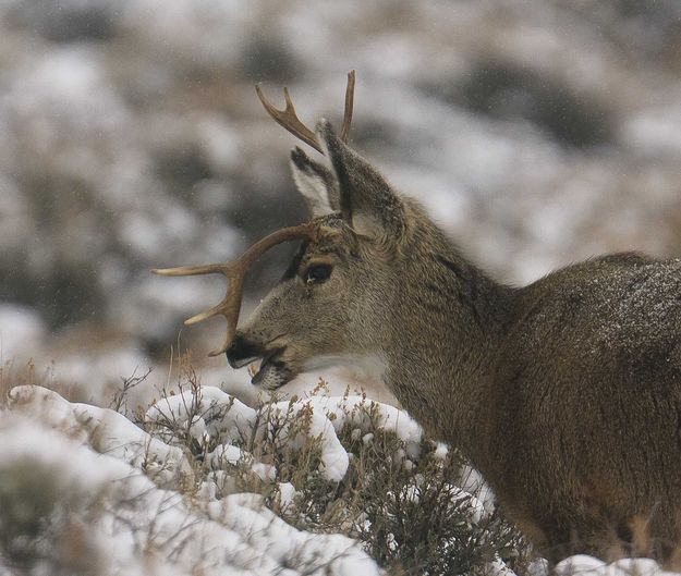 Deformed Buck. Photo by Dave Bell.