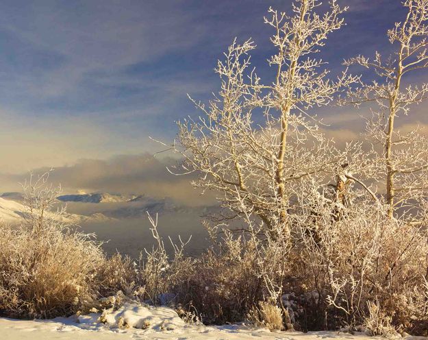 Frosty Morn. Photo by Dave Bell.