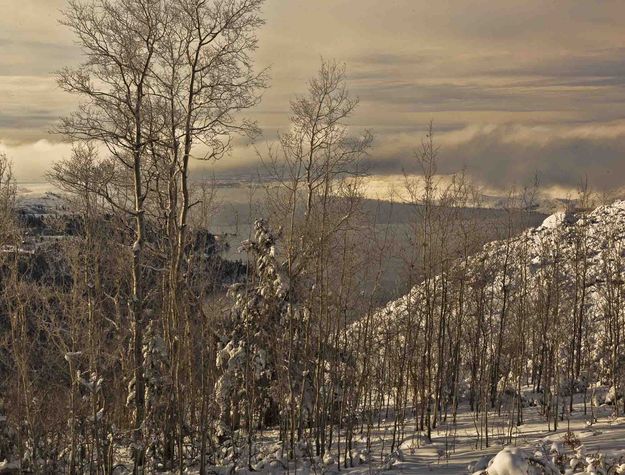 View Thru The Aspen Patch. Photo by Dave Bell.