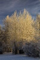 Frosty Aspen Light. Photo by Dave Bell.