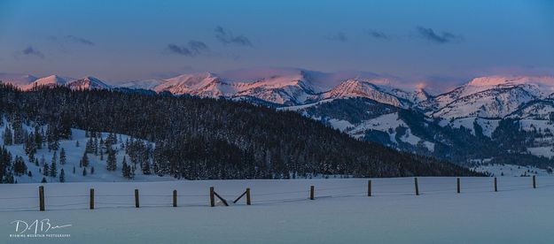 Morning Pink. Photo by Dave Bell.