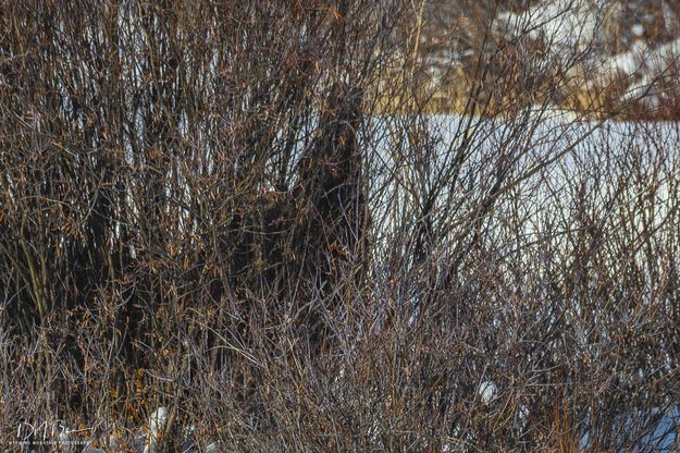 Shadowy Figure. Photo by Dave Bell.