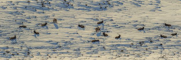 Bull Club. Photo by Dave Bell.