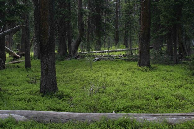 Green Carpeted Forest Scene. Photo by Dave Bell.