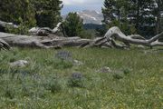 Dead Bent Log and Scenery. Photo by Dave Bell.