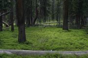 Green Carpeted Forest Scene. Photo by Dave Bell.