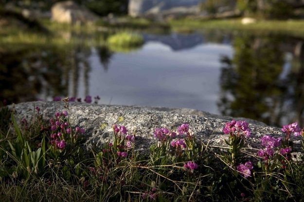 Small Flowers At Photographers Point. Photo by Dave Bell.