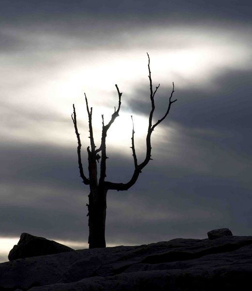 Snag Sentinel. Photo by Dave Bell.