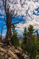 Beautiful Old Snag. Photo by Dave Bell.