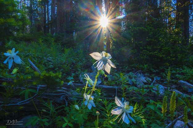 Happy Morning--Happy Flowers. Photo by Dave Bell.