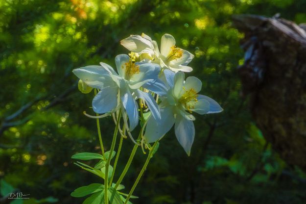 Columbine Beauty. Photo by Dave Bell.