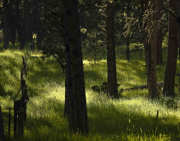 Late Afternoon Light. Photo by Dave Bell.