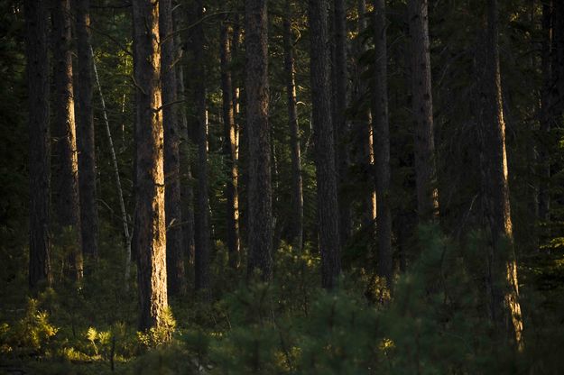 Late Afternoon Light. Photo by Dave Bell.