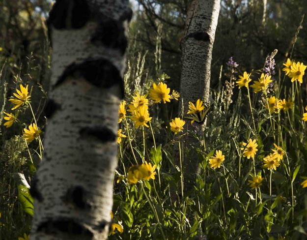 Butterfly On Balsam Root. Photo by Dave Bell.