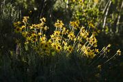 Brightly Lit Balsam Root. Photo by Dave Bell.