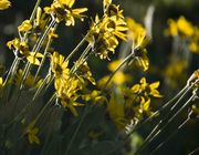 Balsam Root Blooms. Photo by Dave Bell.