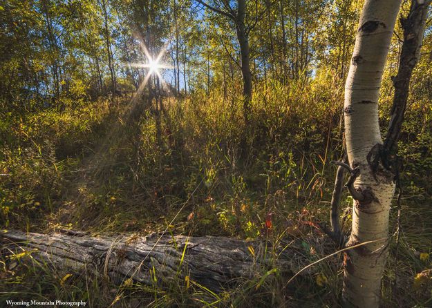 Fall Shrubbery. Photo by Dave Bell.