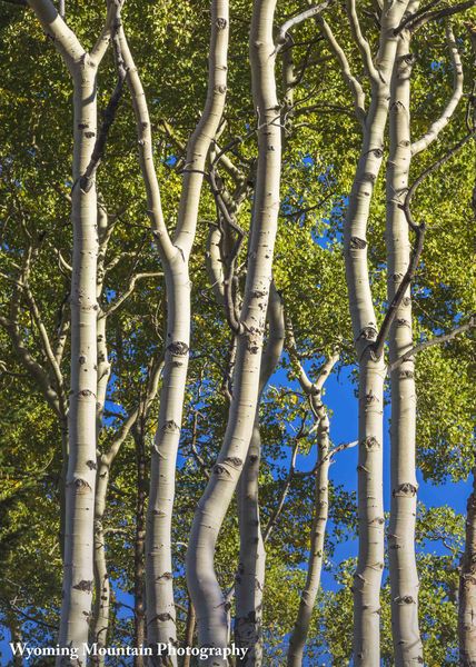 Abstract Aspen. Photo by Dave Bell.