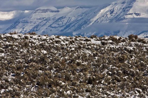 Foreground And Sawtooth Background. Photo by Dave Bell.