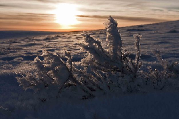 Hoar Frost Brush. Photo by Dave Bell.