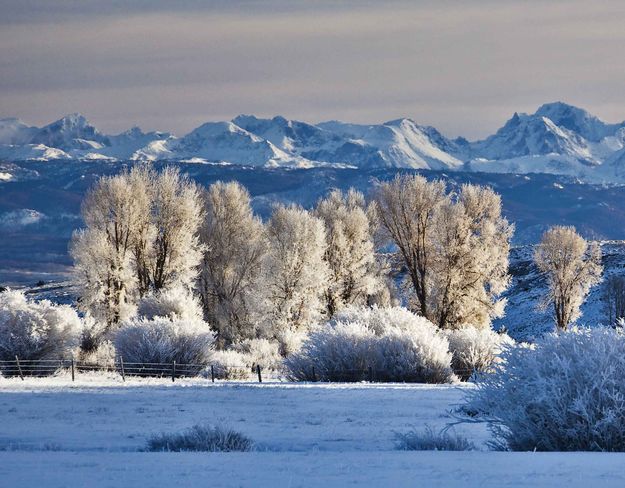 Frosty Cottonwoods Along Horse Creek. Photo by Dave Bell.