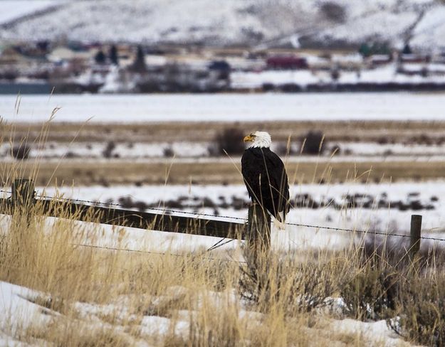 Bald Eagle On Fencepost. Photo by Dave Bell.