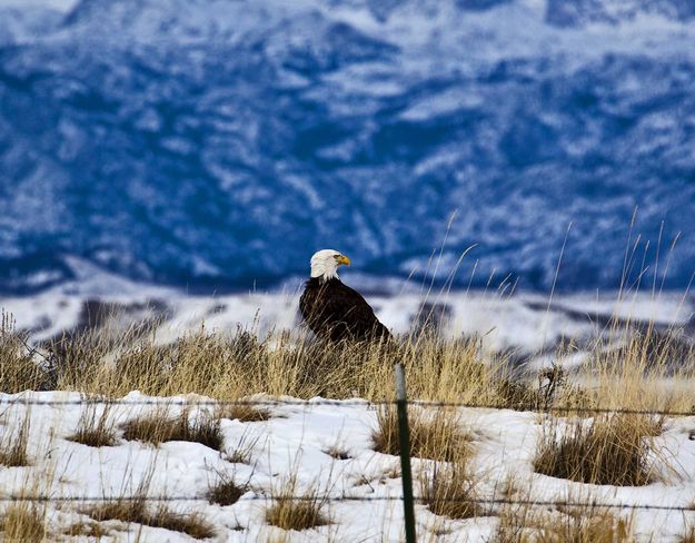 Bald Eagle Head Swiveler. Photo by Dave Bell.