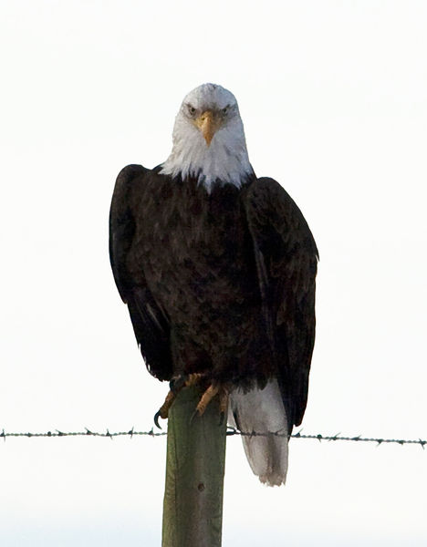 The Sharp Eyes Of A Bald Eagle. Photo by Dave Bell.