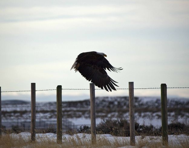 In Flight. Photo by Dave Bell.